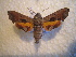  ( - BC-HAX4671)  @12 [ ] Copyright (2010) Unspecified Research Collection of Jean Haxaire