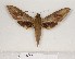  ( - BC-HAX4686)  @14 [ ] Copyright (2010) Unspecified Research Collection of Jean Haxaire