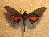  ( - BC-HAX4713)  @12 [ ] Copyright (2010) Unspecified Research Collection of Jean Haxaire