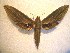  ( - BC-HAX4729)  @12 [ ] Copyright (2010) Unspecified Research Collection of Jean Haxaire