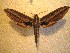  ( - BC-HAX4731)  @14 [ ] Copyright (2010) Unspecified Research Collection of Jean Haxaire