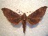  (Ampelophaga malayana - BC-HAX4736)  @14 [ ] Copyright (2010) Unspecified Research Collection of Jean Haxaire