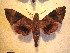  ( - BC-HAX4743)  @12 [ ] Copyright (2010) Unspecified Research Collection of Jean Haxaire