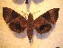  ( - BC-HAX4744)  @14 [ ] Copyright (2010) Unspecified Research Collection of Jean Haxaire