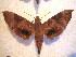  ( - BC-HAX4748)  @12 [ ] Copyright (2010) Unspecified Research Collection of Jean Haxaire
