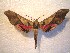  (Adhemarius dariensis - BC-HAX4756)  @15 [ ] Copyright (2010) Unspecified Research Collection of Jean Haxaire