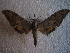  ( - BC-HAX4778)  @13 [ ] Copyright (2010) Unspecified Research Collection of Jean Haxaire