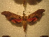  (Adhemarius antonkozlovi - BC-HAX4855)  @14 [ ] Copyright (2010) Unspecified Research Collection of Jean Haxaire