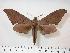  ( - BC-Hax3913)  @14 [ ] Copyright (2010) Unspecified Research Collection of Jean Haxaire