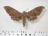  ( - BC-Hax3915)  @13 [ ] Copyright (2010) Unspecified Research Collection of Jean Haxaire