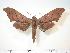  ( - BC-Hax3916)  @14 [ ] Copyright (2010) Unspecified Research Collection of Jean Haxaire
