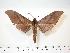  ( - BC-Hax3917)  @14 [ ] Copyright (2010) Unspecified Research Collection of Jean Haxaire