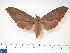  ( - BC-Hax3920)  @14 [ ] Copyright (2010) Unspecified Research Collection of Jean Haxaire