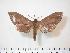  ( - BC-Hax3921)  @12 [ ] Copyright (2010) Unspecified Research Collection of Jean Haxaire