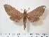  ( - BC-Hax3923)  @13 [ ] Copyright (2010) Unspecified Research Collection of Jean Haxaire