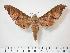  ( - BC-Hax3944)  @14 [ ] Copyright (2010) Unspecified Research Collection of Jean Haxaire