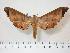  ( - BC-Hax3959)  @14 [ ] Copyright (2010) Unspecified Research Collection of Jean Haxaire