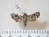  ( - BC-Hax3968)  @13 [ ] Copyright (2010) Unspecified Research Collection of Jean Haxaire