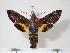 ( - BC-Hax4003)  @14 [ ] Copyright (2010) Unspecified Research Collection of Jean Haxaire