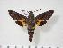  (Macroglossum multifascia - BC-Hax4005)  @14 [ ] Copyright (2010) Unspecified Research Collection of Jean Haxaire