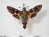  ( - BC-Hax4008)  @14 [ ] Copyright (2010) Unspecified Research Collection of Jean Haxaire