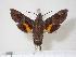  ( - BC-Hax4010)  @13 [ ] Copyright (2010) Unspecified Research Collection of Jean Haxaire