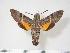  (Macroglossum errans - BC-Hax4011)  @15 [ ] Copyright (2010) Unspecified Research Collection of Jean Haxaire