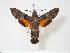  ( - BC-Hax4020)  @15 [ ] Copyright (2010) Unspecified Research Collection of Jean Haxaire