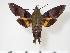  ( - BC-Hax4033)  @14 [ ] Copyright (2010) Unspecified Research Collection of Jean Haxaire