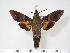  ( - BC-Hax4034)  @14 [ ] Copyright (2010) Unspecified Research Collection of Jean Haxaire