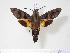  (Macroglossum divergens - BC-Hax4038)  @15 [ ] Copyright (2010) Unspecified Research Collection of Jean Haxaire
