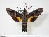  (Macroglossum divergens heliophila - BC-Hax4039)  @15 [ ] Copyright (2010) Unspecified Research Collection of Jean Haxaire