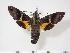  (Macroglossum mediovitta - BC-Hax4050)  @14 [ ] Copyright (2010) Unspecified Research Collection of Jean Haxaire