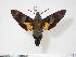  (Macroglossum arimasi - BC-Hax4052)  @15 [ ] Copyright (2010) Unspecified Research Collection of Jean Haxaire