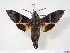  (Macroglossum kitchingi - BC-Hax4053)  @14 [ ] Copyright (2010) Unspecified Research Collection of Jean Haxaire