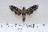  ( - BC-Hax4355)  @14 [ ] Copyright (2010) Unspecified Research Collection of Jean Haxaire