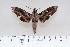  ( - BC-Hax4357)  @14 [ ] Copyright (2010) Unspecified Research Collection of Jean Haxaire