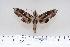  (Madoryx plutonius - BC-Hax4359)  @15 [ ] Copyright (2010) Unspecified Research Collection of Jean Haxaire
