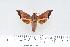  ( - BC-Hax4417)  @13 [ ] Copyright (2010) Unspecified Research Collection of Jean Haxaire