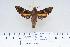  ( - BC-Hax4436)  @14 [ ] Copyright (2010) Unspecified Research Collection of Jean Haxaire