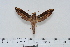  ( - BC-Hax4492)  @13 [ ] Copyright (2010) Unspecified Research Collection of Jean Haxaire