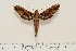 ( - BC-Hax4530)  @11 [ ] Copyright (2010) Unspecified Research Collection of Jean Haxaire