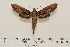  ( - BC-Hax4536)  @12 [ ] Copyright (2010) Unspecified Research Collection of Jean Haxaire
