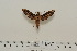  ( - BC-Hax4546)  @13 [ ] Copyright (2010) Unspecified Research Collection of Jean Haxaire