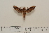  ( - BC-Hax4553)  @13 [ ] Copyright (2010) Unspecified Research Collection of Jean Haxaire
