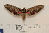  (Adhemarius rostralis - BC-Hax4589)  @14 [ ] Copyright (2010) Unspecified Research Collection of Jean Haxaire
