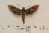  ( - BC-Hax4590)  @13 [ ] Copyright (2010) Unspecified Research Collection of Jean Haxaire