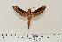  ( - BC-Hax4602)  @13 [ ] Copyright (2010) Unspecified Research Collection of Jean Haxaire