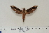  ( - BC-Hax4603)  @13 [ ] Copyright (2010) Unspecified Research Collection of Jean Haxaire
