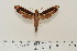  ( - BC-Hax4605)  @13 [ ] Copyright (2010) Unspecified Research Collection of Jean Haxaire